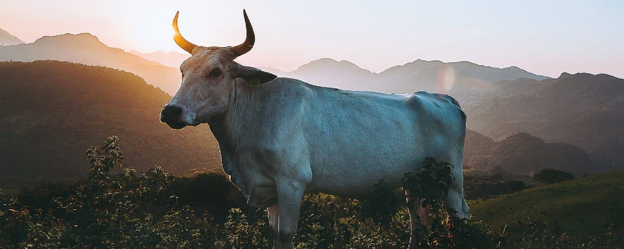 White bull standing in a mountain landscape at sunset