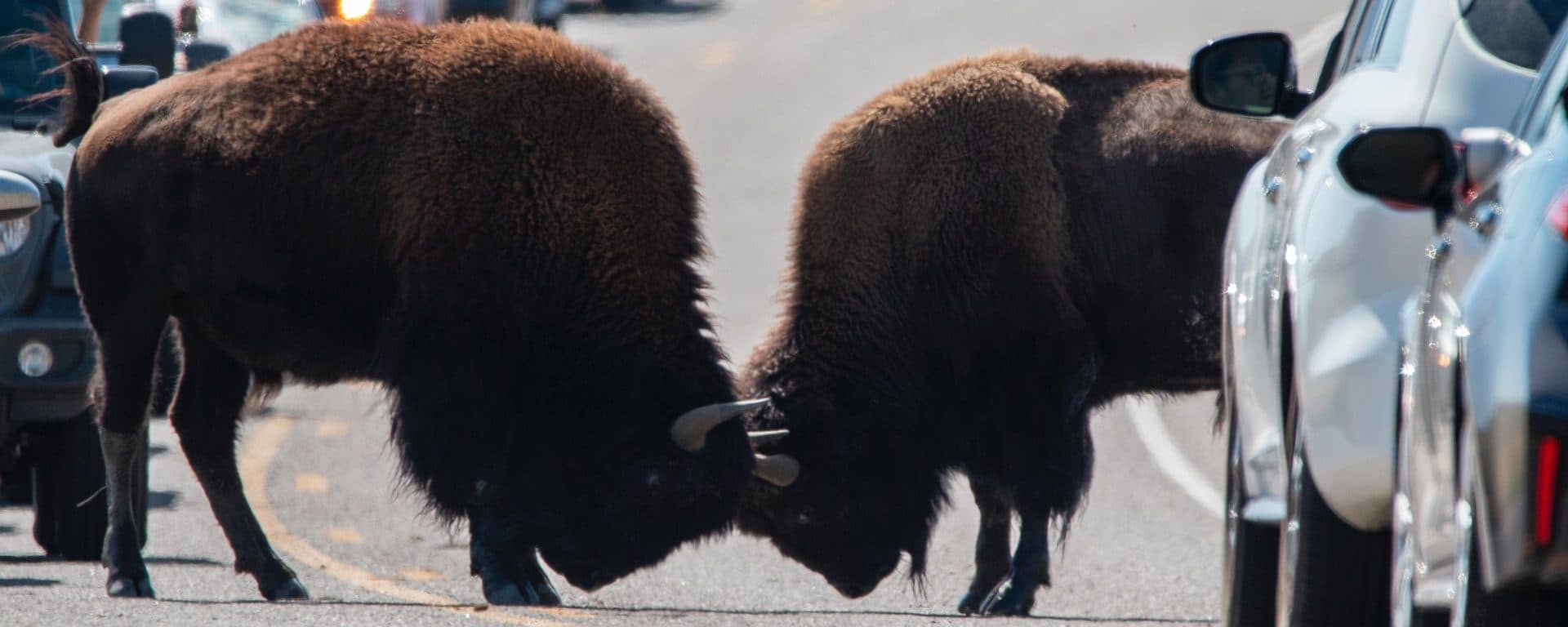 Two bison locking horns on a road between cars