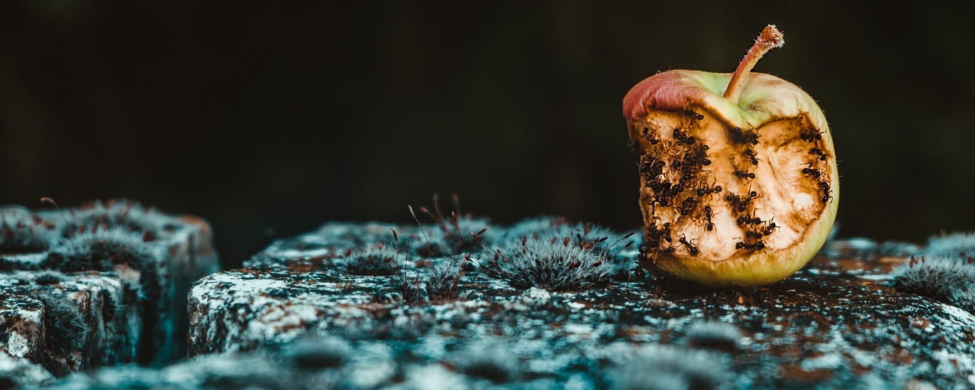 Rotting apple covered with ants on a weathered surface