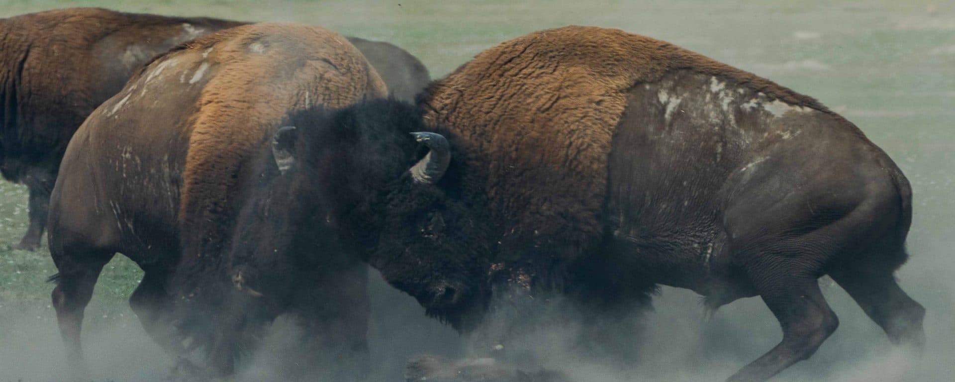 Two bison locking heads in a dusty field
