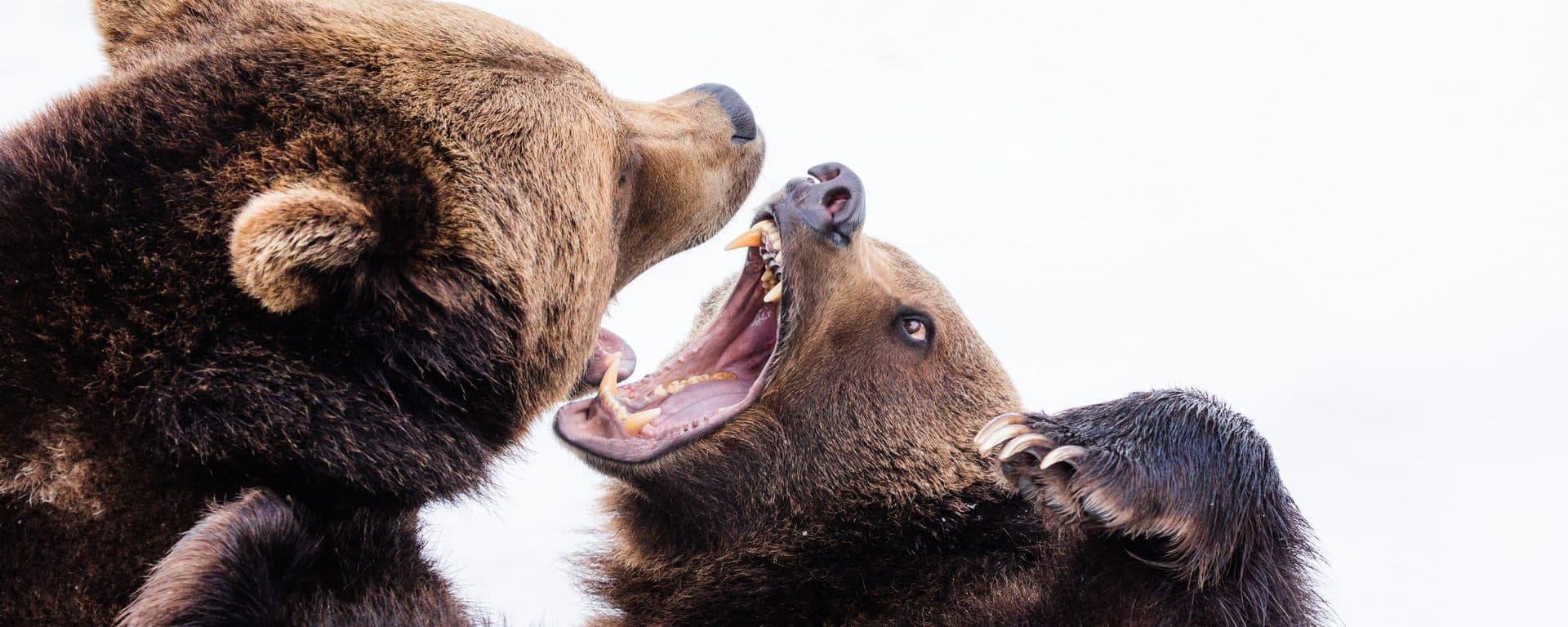 Two brown bears fighting against a white background